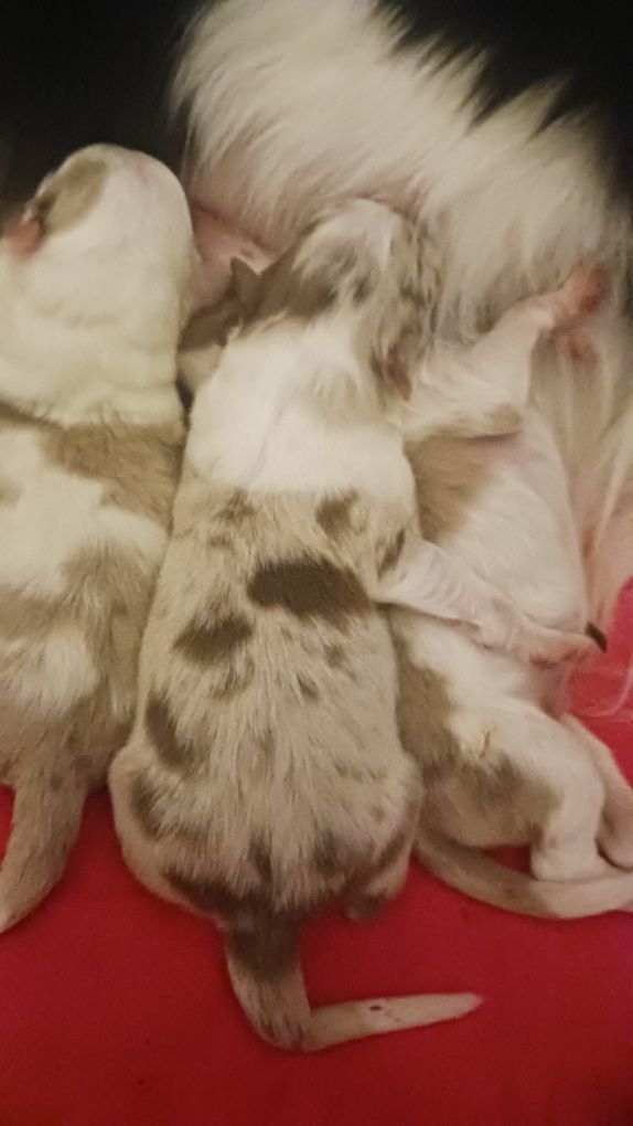 Border collie red merle com pedigree
