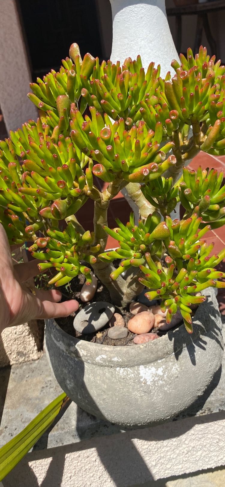 Suculenta orelha de shrek (Crassula Ovata “Gollum”