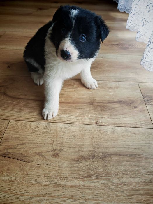 Szczeniak Border Collie
