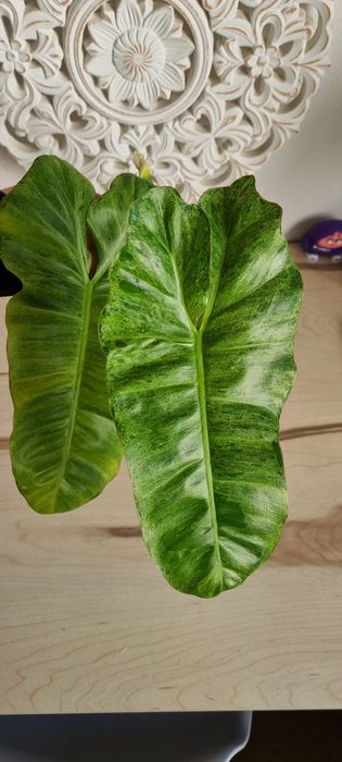 Philodendron paraiso verde