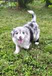 Border Collie - Blue Merle