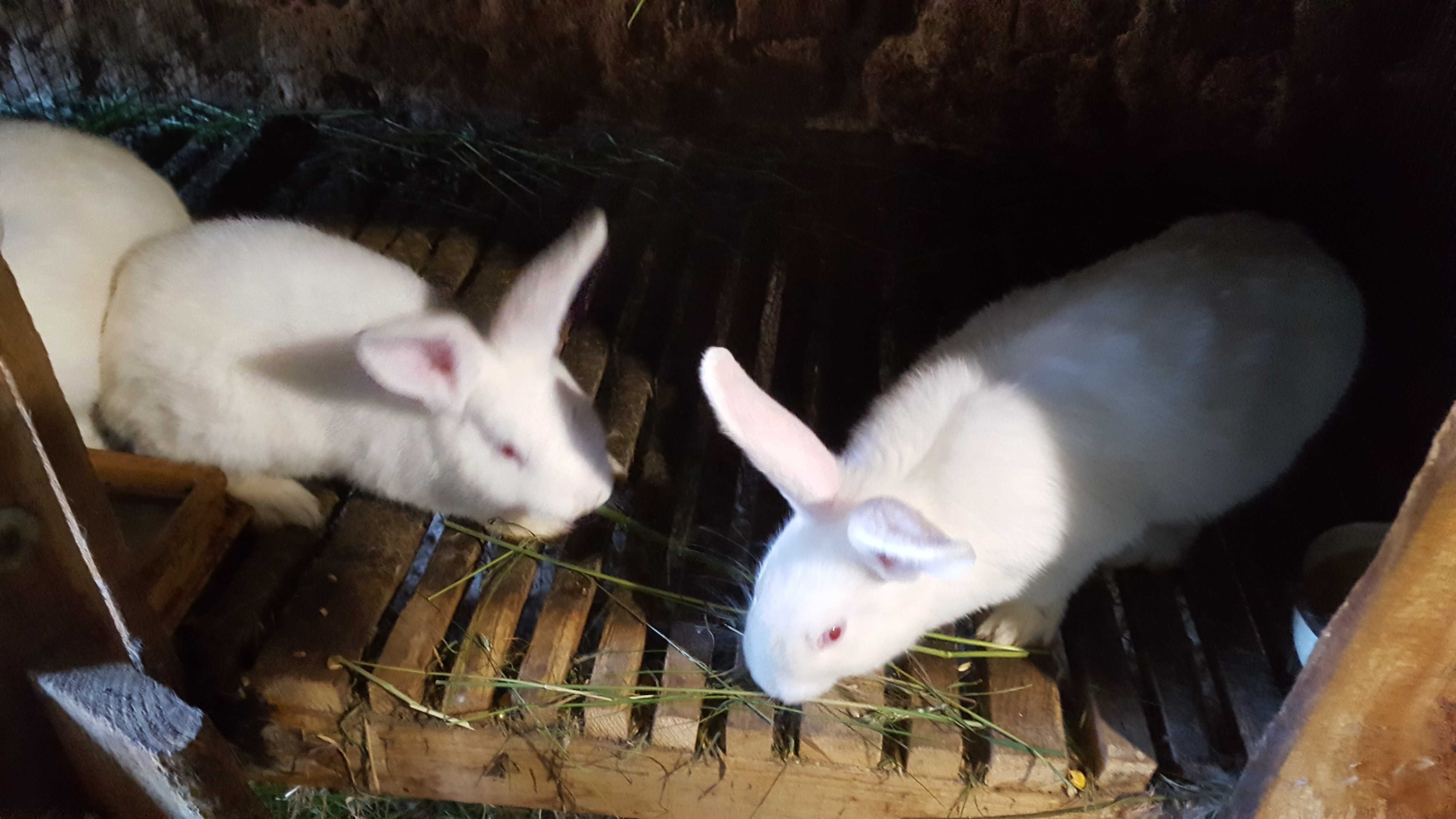 Tuszki z królika oraz żywe króliki