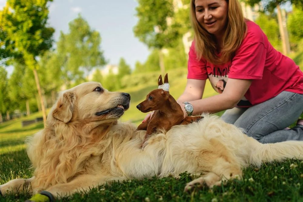 Цвергпінчер гарні хлопчики