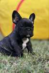 Buldog Francuski ZkwP FCI