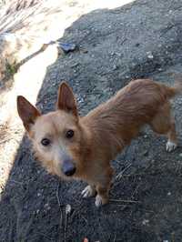 Cão de caça podengo