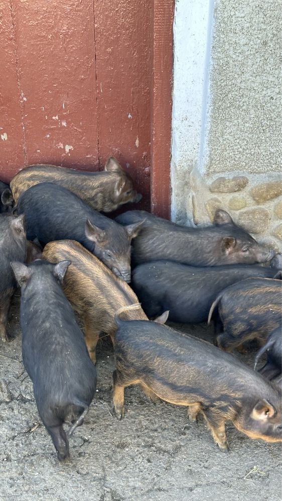 Вʼєтнамські поросята кармали свині