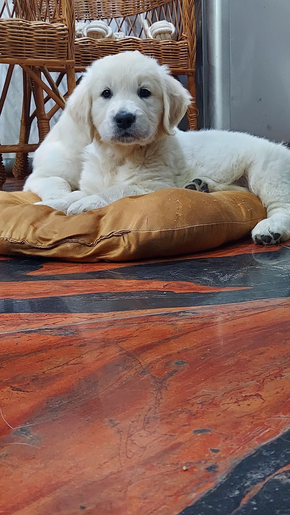Golden retriever ZKwP