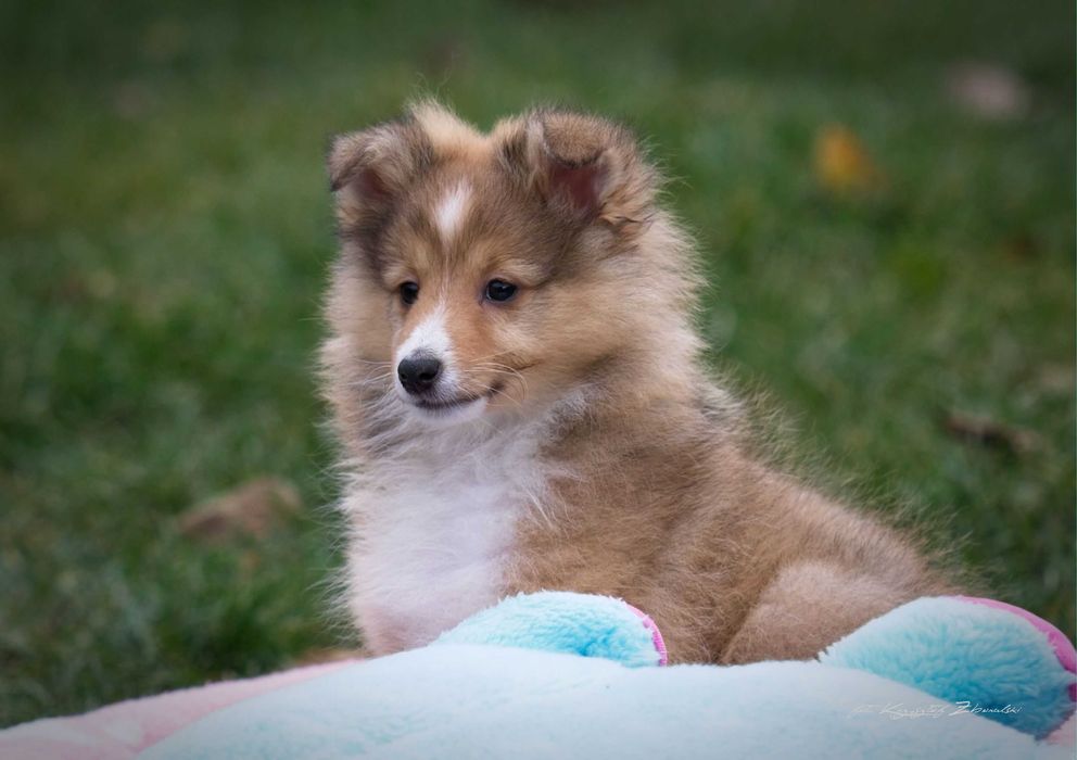 Owczarek Szetlandzki -piesek