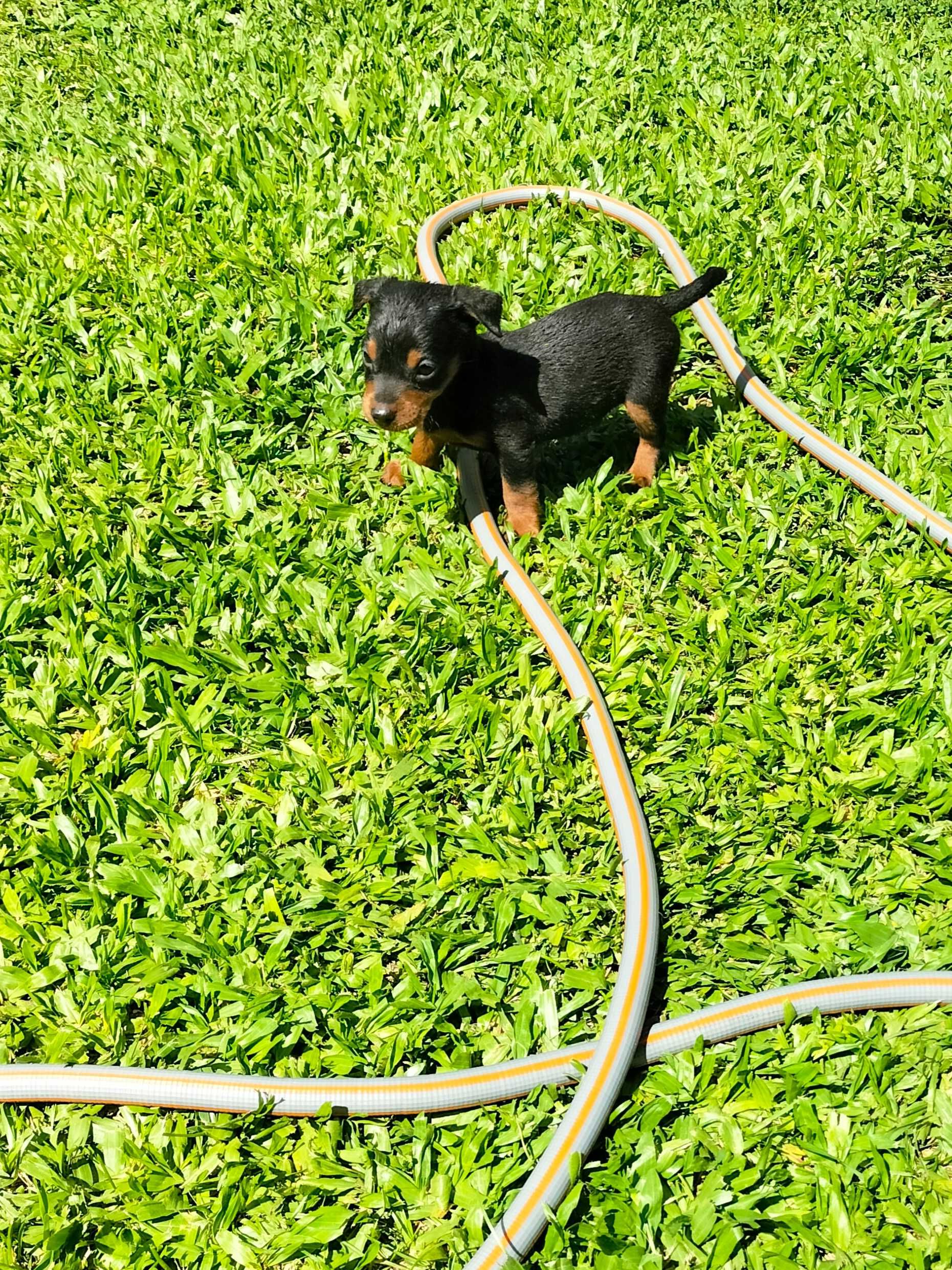 Pinscher macho lindo