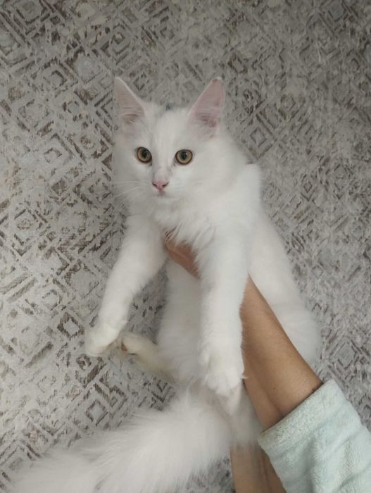 Кошеня в добрі руки