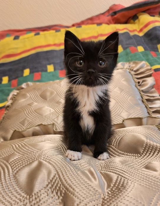 Маленькая котенок девочка во фраке ищет дом! Котята в хорошие руки!