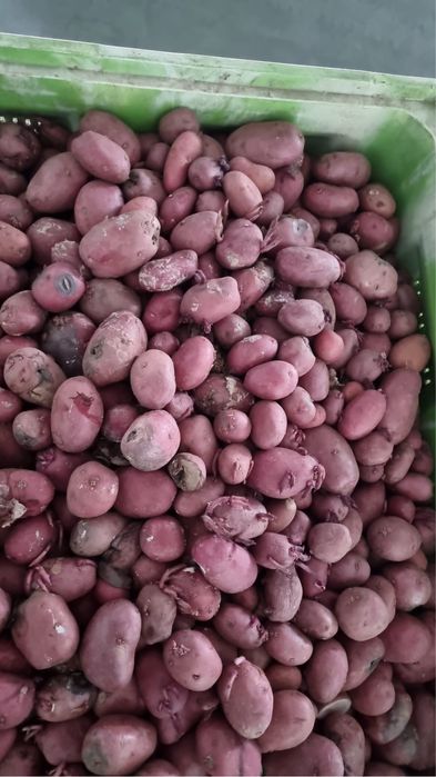 Batatas para animais