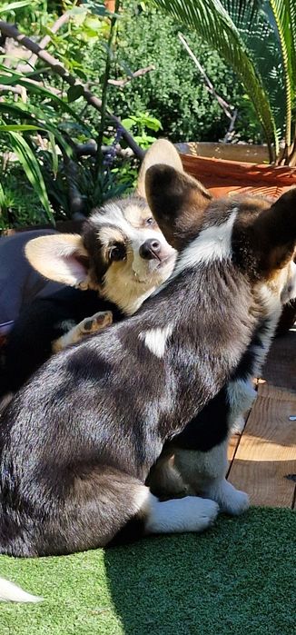 Вельш Корги щенки