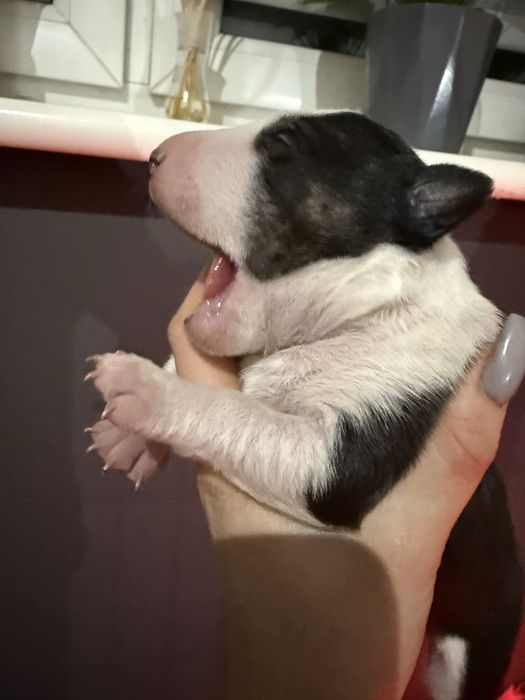 Bulterier miniaturowy ZKWP Tricolor