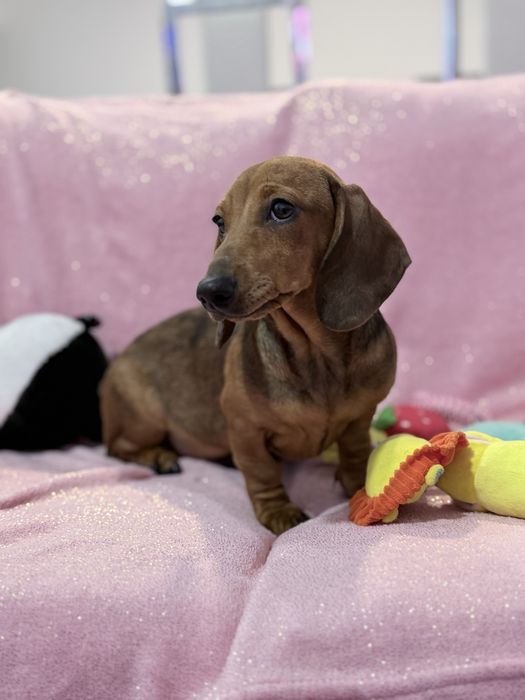 Teckel excelente menina