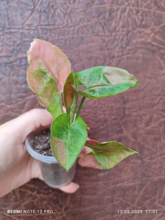 Сингоніум  Голден Таурус, Ред спот триколор