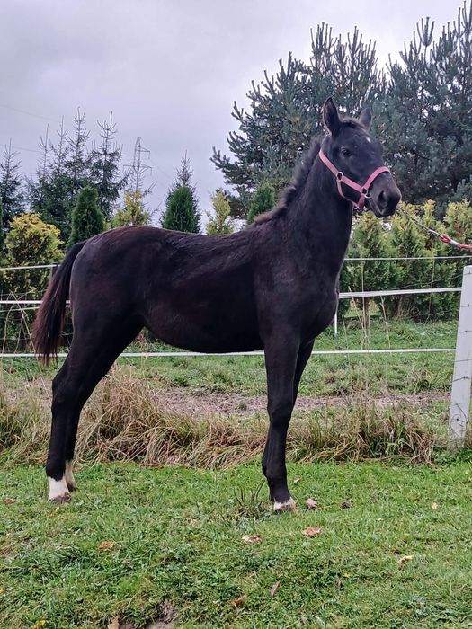 Klacz śląska źrebak