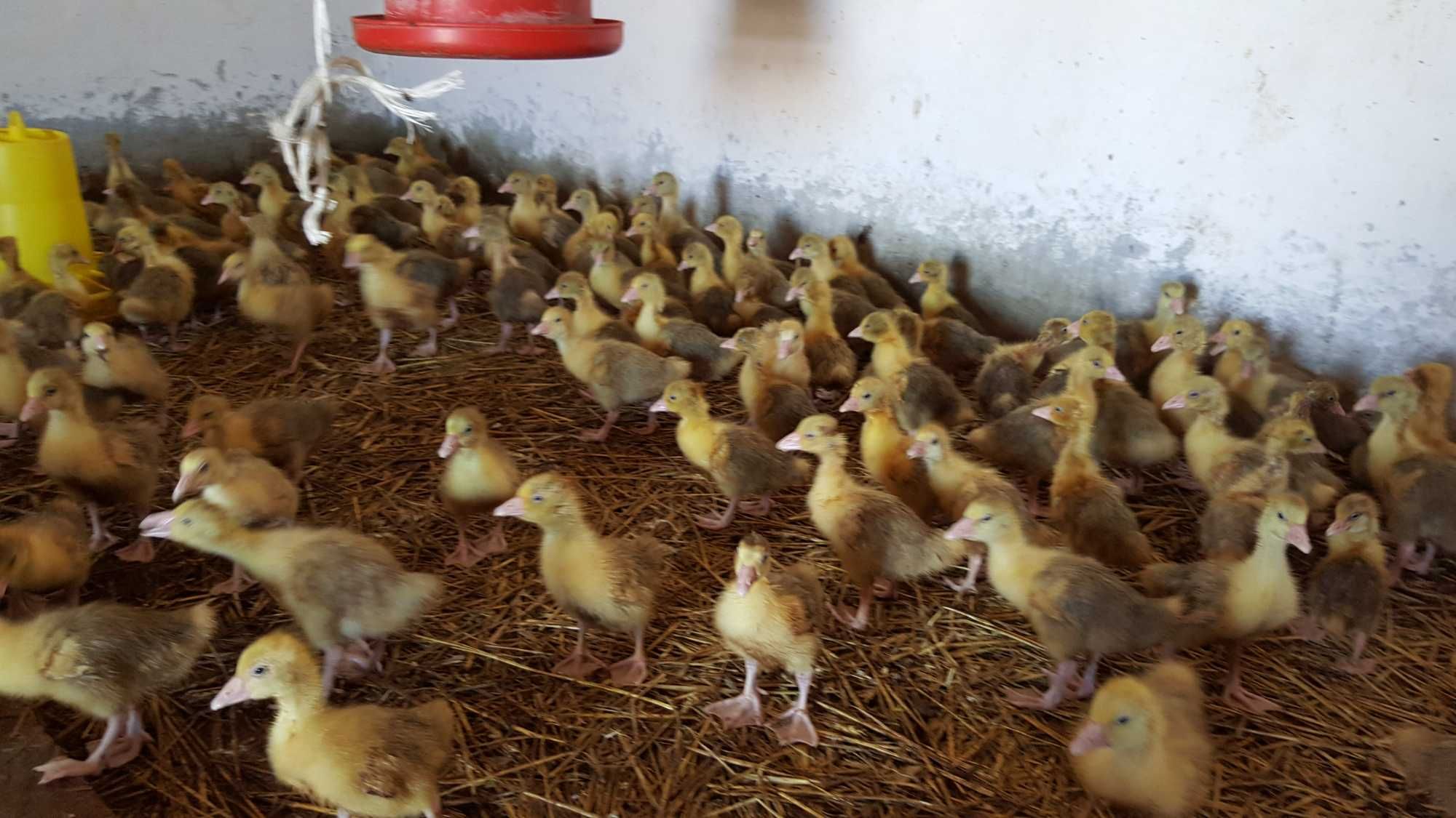 Gęsi piskleta do odchowu Kołudzka, Landes dostawa na miejsce Gratis