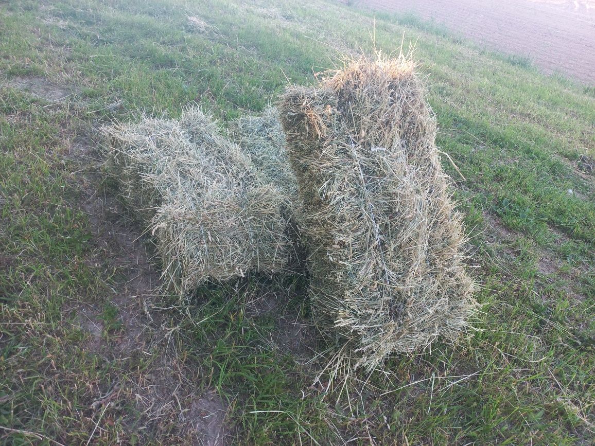 Сіно в тюках . .