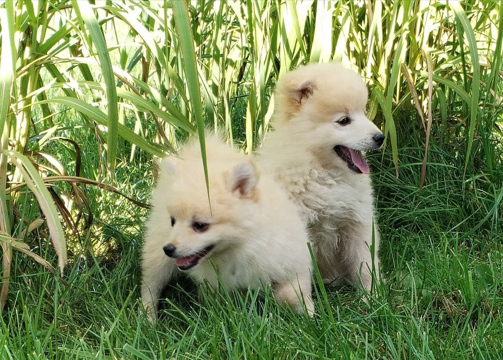 Szpic niemiecki średni sunia biszkoptowa