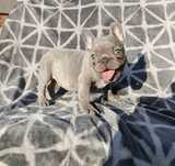 Buldog francuski