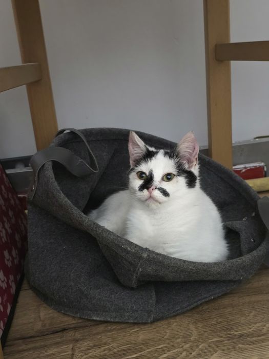 Piękna kotka Śnieżka do adopcji 3 miesiące