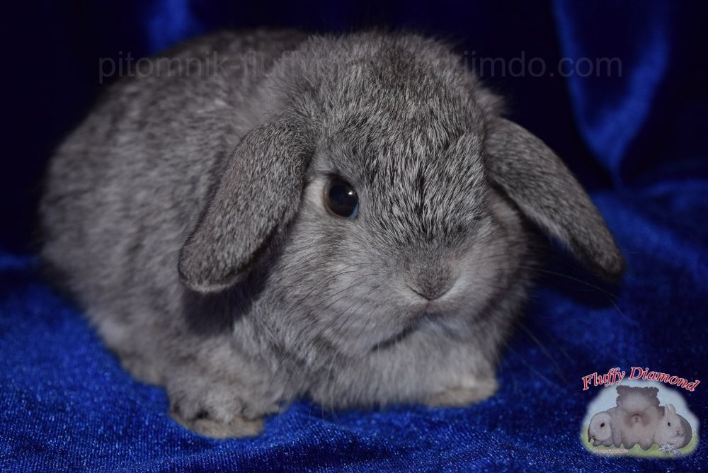 Кроленята з розплідника. Нідерландські висловухі кролики. Вакциновані.