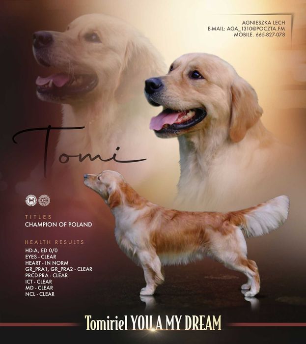 Golden Retriever ZKwP FCI