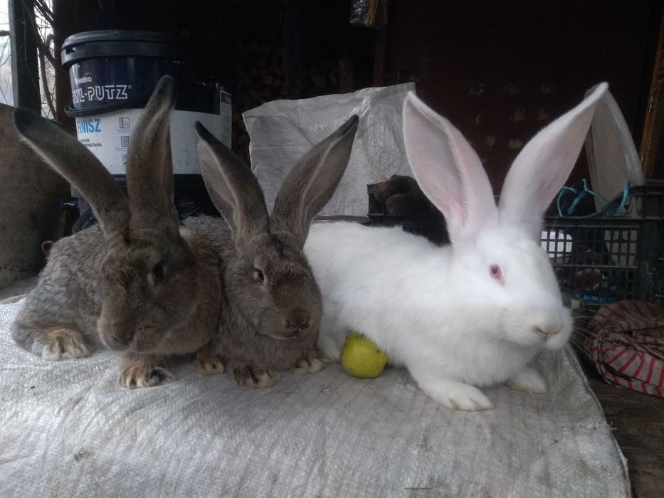 Продам кроликів Погребище Вінницька обл.