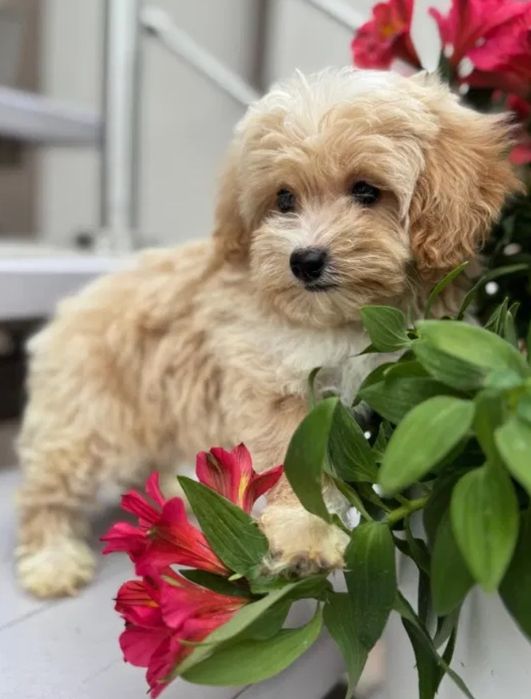 Міні Мальтипу ВИГІДНО‼️Є в різних окрасах Мальтипу мини f1 Мальтипу ф2