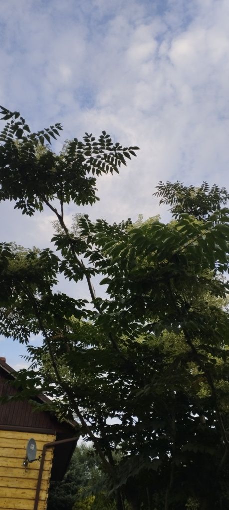Drzewko egzotyczne - Aralia japońska sadzonki 90 - 100cm