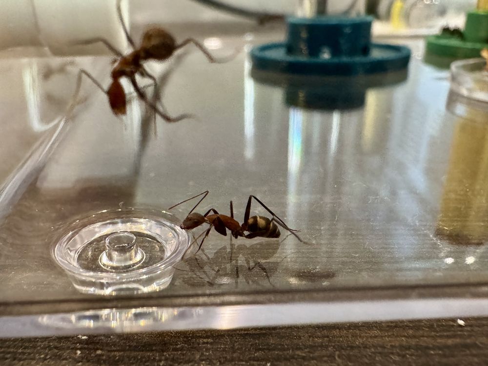 Duża kolonia mrówki camponotus habereri królowa z robotnikami