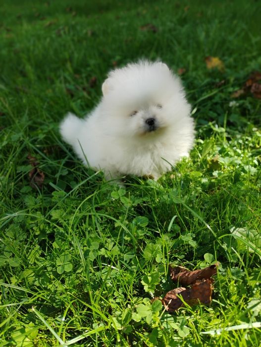 Piesek rasy szpic miniaturowy pomeranian, piesek miś
