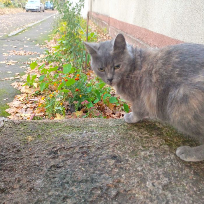 Кішка в ДОБРІ Руки