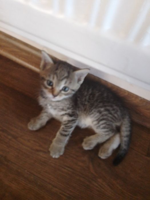 Koty do adopcji oddam za darmo.