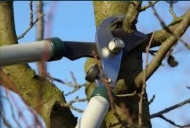 Обрізка садових дерев, спил аварийних  дерев, обрізка гілок
