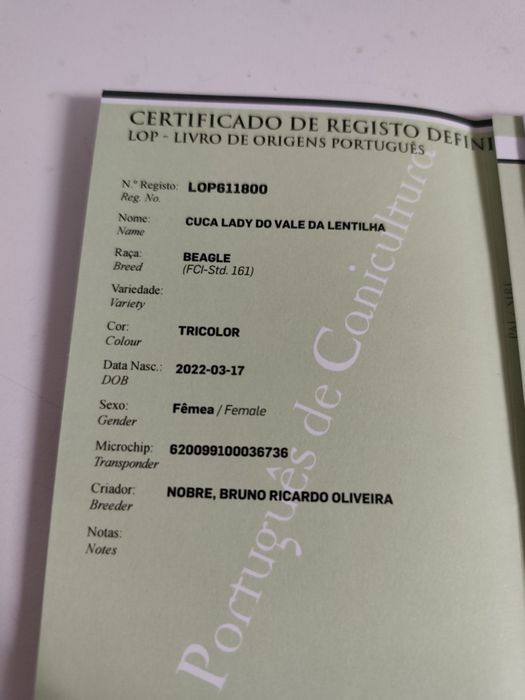 Beagle tricolor lop e afixo