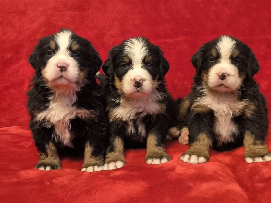 Berneński Pies Pasterski - śliczne suczki ZKwP/FCI