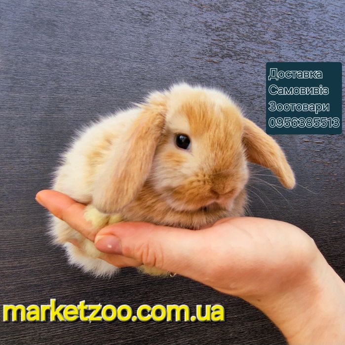 Гарнюній міні лопчик у Києві д.н.15.08.2024