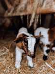 Cabrito anao juvenil disponivel