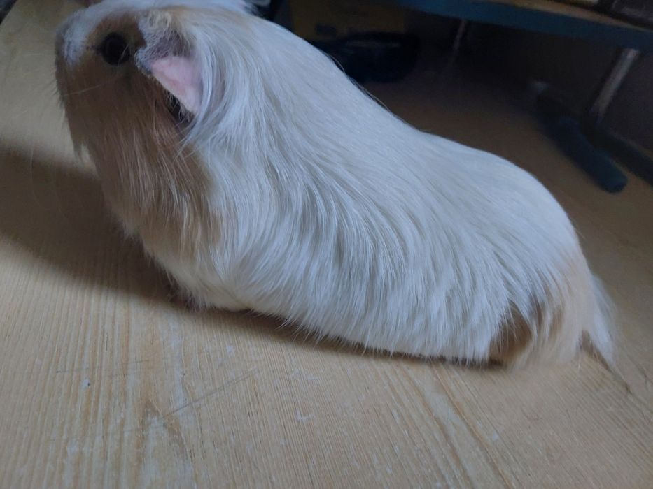 Продам хлопчика. 1 рік