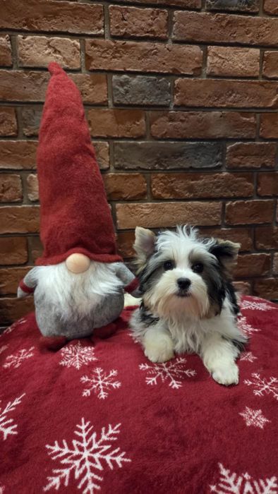 Piękny York Biewer Sunia