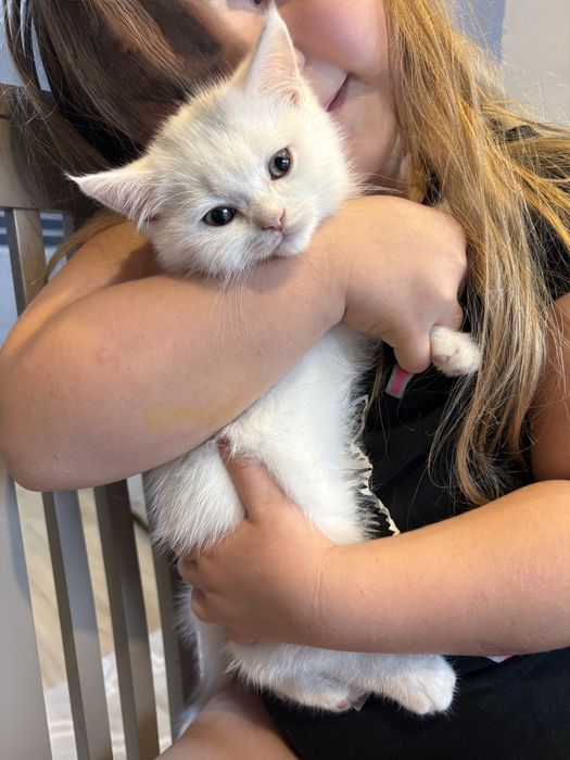 kotka maści białej :)