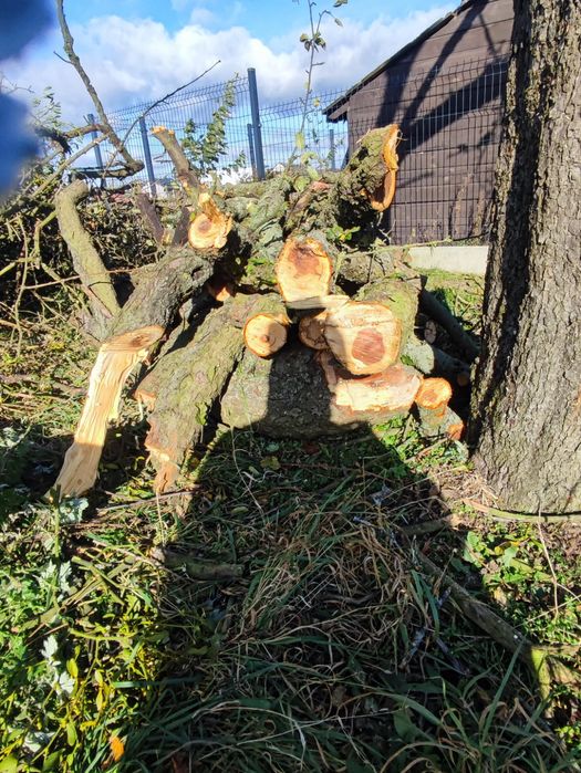 Drewno owocowe do wędzenia  jabłoń