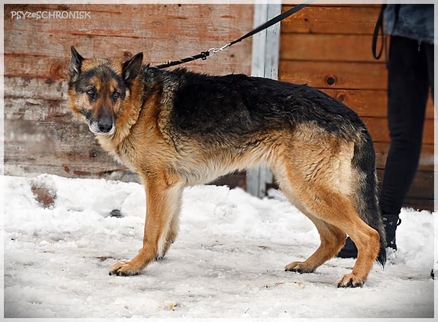 HOMER w typie owczarka, bardzo łagodny