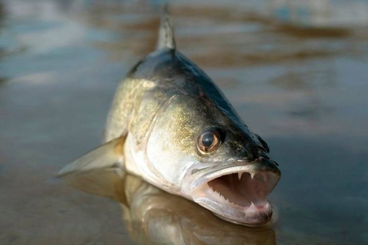 Відпочинок на Дністрі  Стара Ушиця рибалка