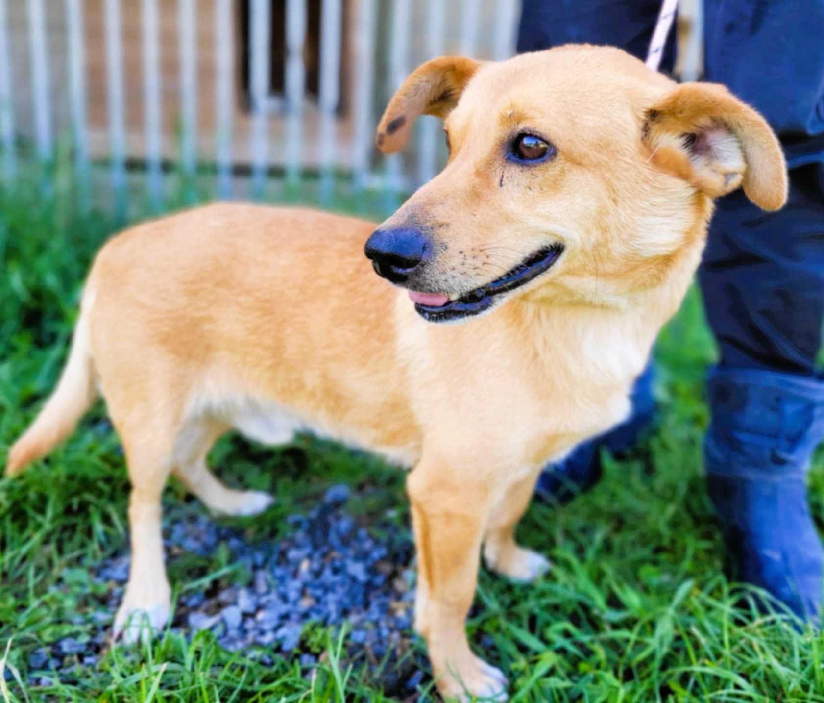 ZAJĄCZEK - cudowny psiak o świetnym charakterze, ADOPTUJ