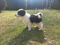 SZCZENIAKI Border collie- PIES