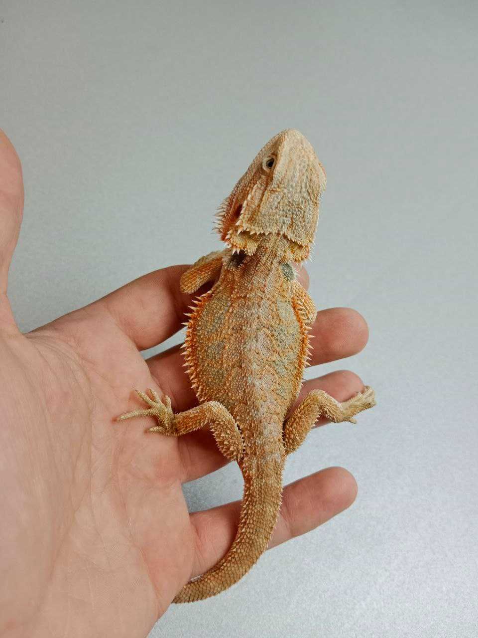 Бородата агама Pogona vitticeps