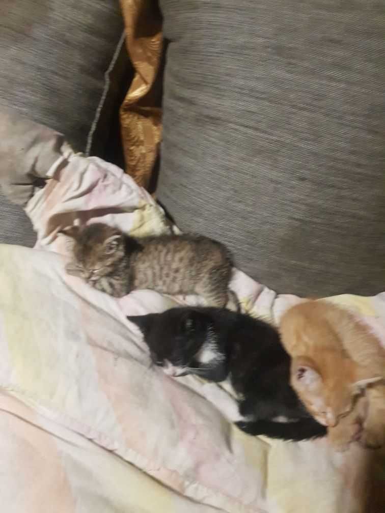Oddam kotki w dobre ręce